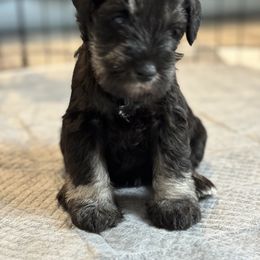 Miniature Schnauzer Puppies from Connie's Mini Schnauzer’s