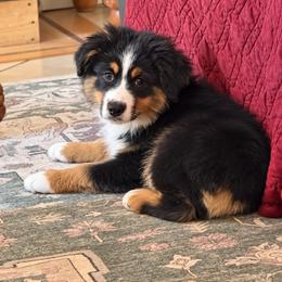 Alfie - Black tri male Miniature American Shepherd puppy in Spanaway, Washington from Meadow Run Mini American Shepherds