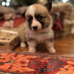 Green Collar female - Sable female Pembroke Welsh Corgi puppy in Grantsville Md, Maryland from Standing Oaks Kennel