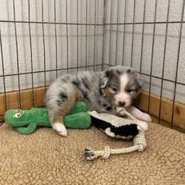 Australian Shepherd Puppies from Badlands Australian Shepherds
