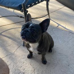 Bella - French Bulldog