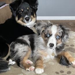 Toy Australian Shepherd Puppies from Kickapoo Creek Toy Aussies