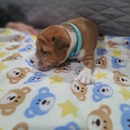 Red Girl - Red and white female Basenji puppy in Tuttle, Oklahoma from Steadfast Farm (SFF)
