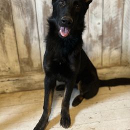 German Shepherd Puppies from Vecne Stesti German Shepherd Dogs