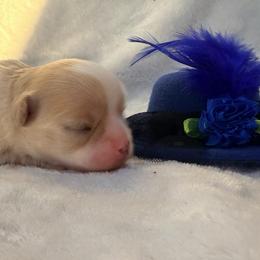 Daisy - Cream female Chihuahua puppy in Seneca, Missouri from Stephanie’s Puppy Colony