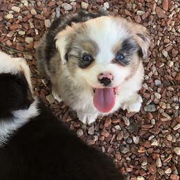 Miniature Australian Shepherd and Toy Australian Shepherd Puppies from Crooked Oak Aussies