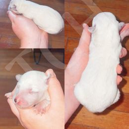Australian Cattle Dog Puppies from Twisted C Heelers