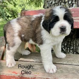 Saint Bernard Puppies from Mount Krumpit Saints