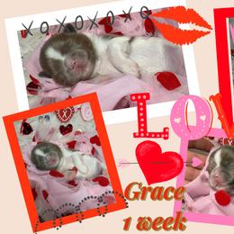 Grace - Lilac female Shih Tzu puppy in Coolidge, Arizona from Shih Tzu’s  ‘N’ Love