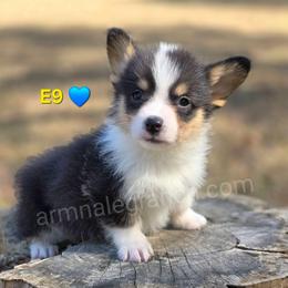 E9 - Black and tan male Pembroke Welsh Corgi puppy in Jacksonville, Texas from ArmnalegRanch LLC