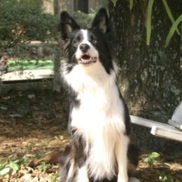 Border Collies from Dr. Debbie Mims' Border Collies