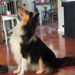 Collies from Alpine Collies