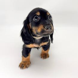 Magnolia - Black and tan female Dachshund puppy in Waddell, Arizona from Neu Doxies
