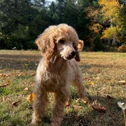 Chloe - Apricot female Poodle puppy in Wolf Creek, Oregon from Dejah Bleu Kennels