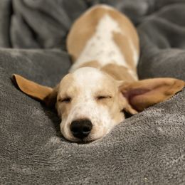 Dachshund Puppies from HP Dachs