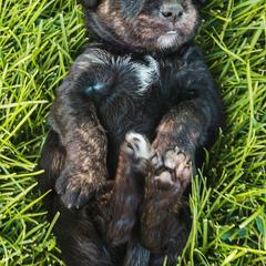 Aussiedoodle and Leopardoodle Puppies from A Puppy Crush