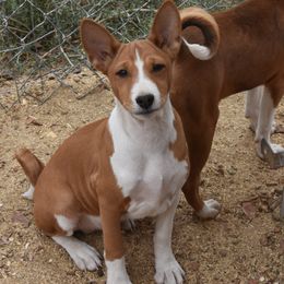 Basenji Puppies from Wild West Basenjis