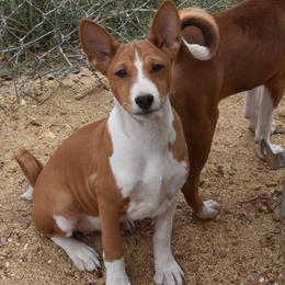 Basenji Puppies from Wild West Basenjis