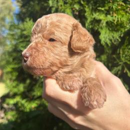 Orange Boy - Red  male Goldendoodle puppy in Huntsville, Alabama from Winchester Doodles
