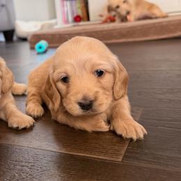 Bonnie - Cream female Dachshund puppy in Ville Platte, Louisiana from Cajun Pawfection