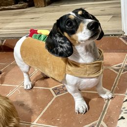 Dachshund All Grown Up from Mini Me Miniatures