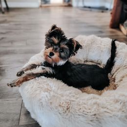 Yorkshire Terrier All Grown Up from Nikki’s Yorkies