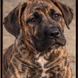 Serenity - Orange male Perro de Presa Canario puppy in Madison, Ohio from Joshua's Perro de Presa Canario