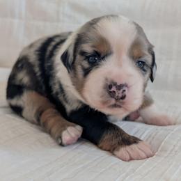 Topaz - Blue merle female Miniature Australian Shepherd puppy in Crockett, Texas from Pleasant Grove Aussies