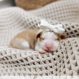 Bosun - Yachties - Caramel female Australian Labradoodle puppy in Syracuse, Indiana from The Doodle Cove