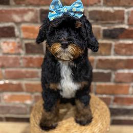 Ruby - female Australian Mountain Doodle puppy in Snohomish, Washington from Refined Doodles