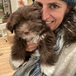 Havanese Puppies from Happy Havanese Gems