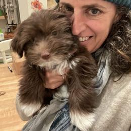 Havanese Puppies from Happy Havanese Gems