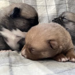 Pomsky Puppies from Aunt Bea’s Puppies