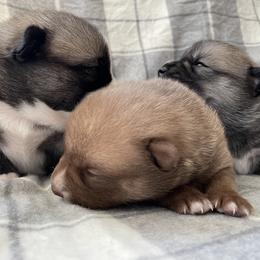 Pomsky Puppies from Aunt Bea’s Puppies