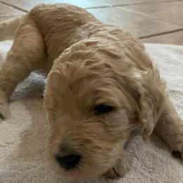 Poodles from LI Standard Poodles