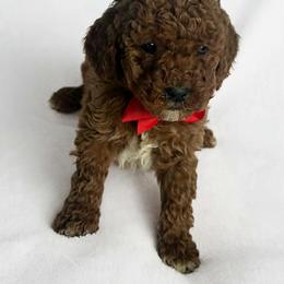 Nano - Red  male Goldendoodle puppy in Mint Hill, North Carolina from DoodleForever