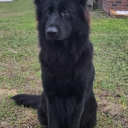 German Shepherd and Golden Retriever Puppies from Lace's High Flying German Shepherds And Golden Retrievers