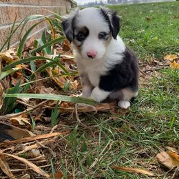 Aussiedoodle and Miniature Australian Shepherd Puppies from 5 B Ranch