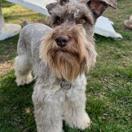 Miniature Schnauzer Puppies from PartiLife Miniature Schnauzers