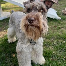 Miniature Schnauzer Puppies from PartiLife Miniature Schnauzers