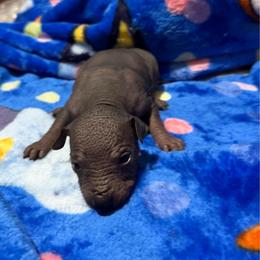 Mezcal - Black white and tan male Xoloitzcuintli puppy in Manitowoc, Wisconsin from Wonderland Kennel