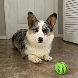 Mongo - Pembroke Welsh Corgi