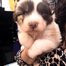 Red Merle boy - Red merle male Miniature American Shepherd puppy in Vivian, Louisiana from Jem Miniature American Shepherds