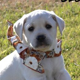 Dilute Retrievers and Labrador Retrievers from Sterling J Labradors