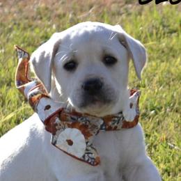 Dilute Retrievers and Labrador Retrievers from Sterling J Labradors