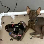 Xoloitzcuintli Puppies from Yadalanh Xoloitzcuintli