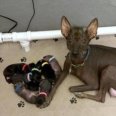 Xoloitzcuintli Puppies from Yadalanh Xoloitzcuintli