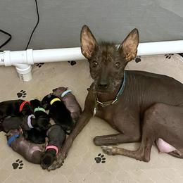 Xoloitzcuintli Puppies from Yadalanh Xoloitzcuintli