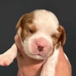 Blenheim girl 2 - Blenheim female Cavalier King Charles Spaniel puppy in Queen Creek, Arizona from Andresen's Cavaliers