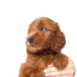 "George" Goldendoodle Puppies from Indy Goldendoodles